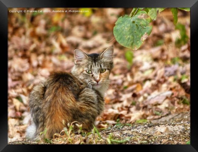 Autumn Cat Framed Print by Frankie Cat