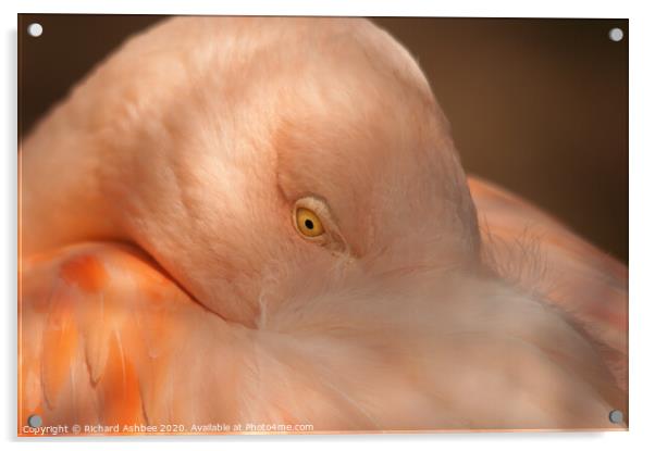 Pink Flamingo Acrylic by Richard Ashbee