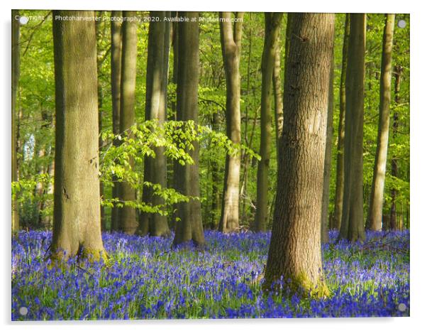 Bluebell Woodland in Hertfordshire Acrylic by Elizabeth Debenham