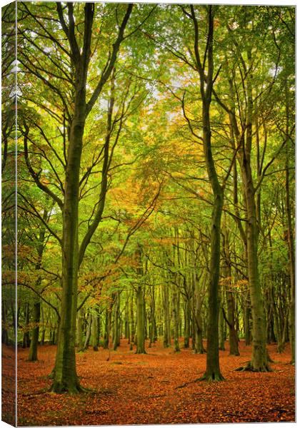 Wombwell Wood in Autumn Canvas Print by Darren Galpin