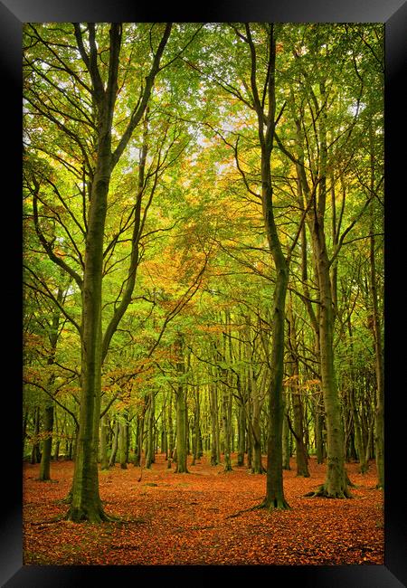 Wombwell Wood in Autumn Framed Print by Darren Galpin