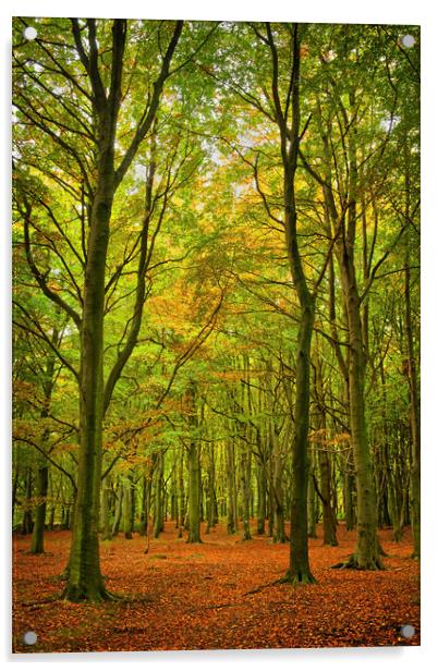Wombwell Wood in Autumn Acrylic by Darren Galpin