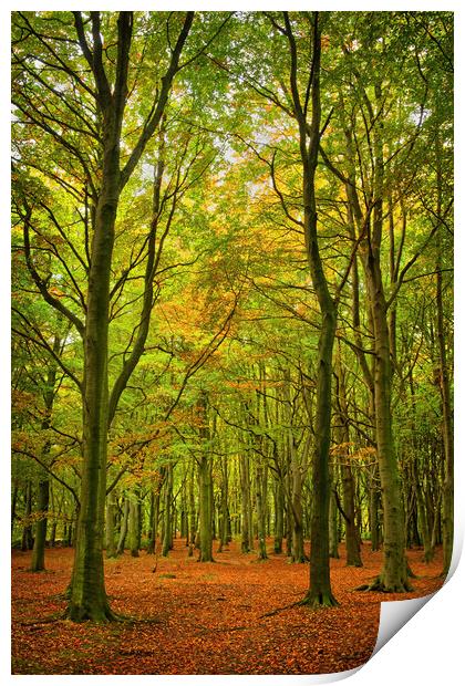 Wombwell Wood in Autumn Print by Darren Galpin