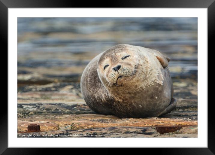 Happy Common seal Framed Mounted Print by Richard Ashbee