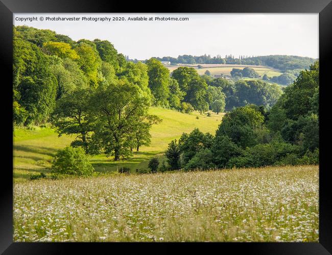 Ox-Eye daisies at Longdeans Nature Reserve, Hemel  Framed Print by Elizabeth Debenham