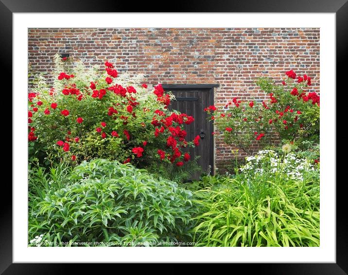 Roses round the door at Chenies Manor Framed Mounted Print by Elizabeth Debenham