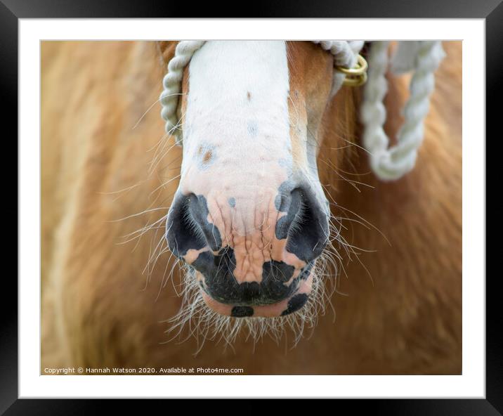 Clydesdale Foal Nose Framed Mounted Print by Hannah Watson