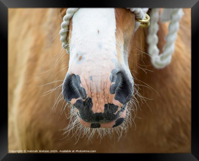 Clydesdale Foal Nose Framed Print by Hannah Watson
