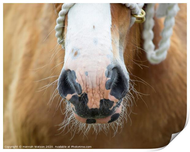 Clydesdale Foal Nose Print by Hannah Watson