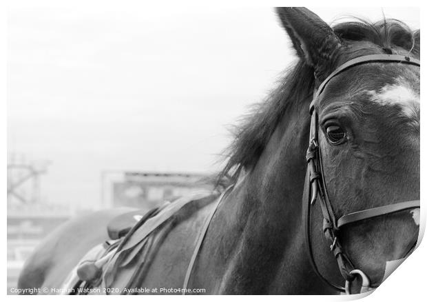 Race Horse Portrait Print by Hannah Watson