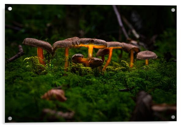Glowing Fungi Acrylic by Karl McCarthy