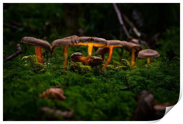 Glowing Fungi Print by Karl McCarthy