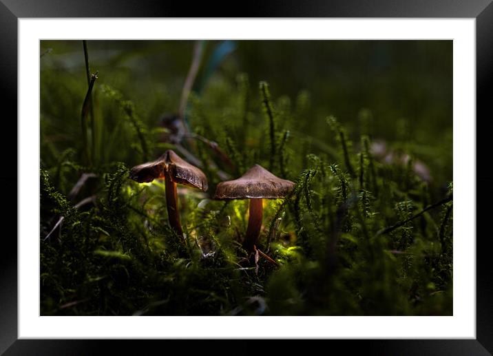 Fungi light beams Framed Mounted Print by Karl McCarthy