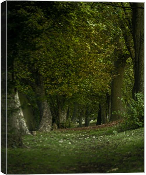 Enchanted Walkway Canvas Print by andrew blakey