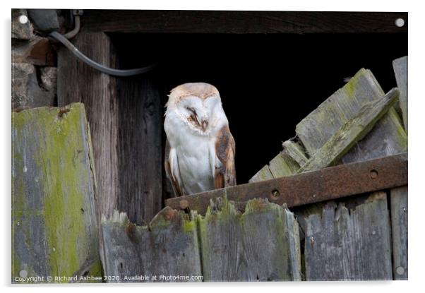 Sleepy Barn owl Acrylic by Richard Ashbee