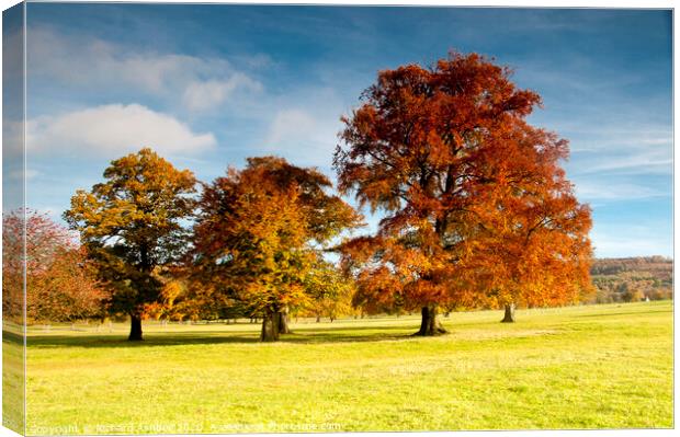 Autumn tree colours Canvas Print by Richard Ashbee
