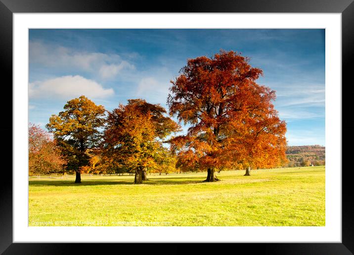 Autumn tree colours Framed Mounted Print by Richard Ashbee