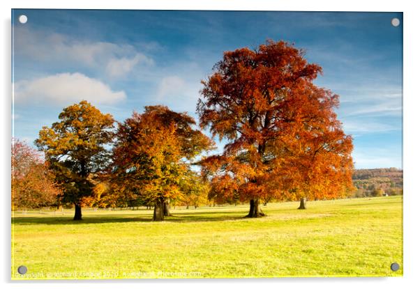 Autumn tree colours Acrylic by Richard Ashbee