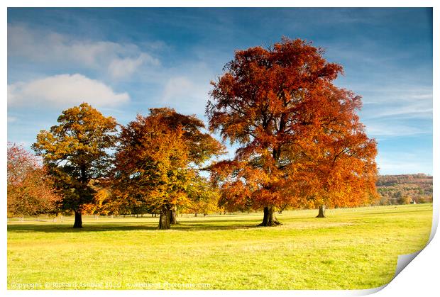 Autumn tree colours Print by Richard Ashbee