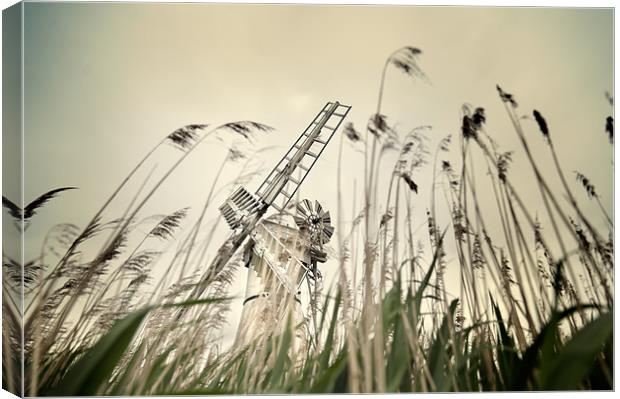 Grass view Canvas Print by Stephen Mole