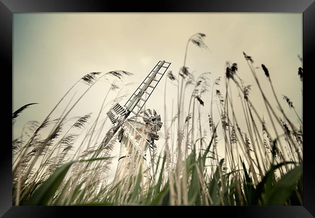 Grass view Framed Print by Stephen Mole