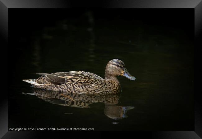 Female mallard duck on water black background Framed Print by Rhys Leonard