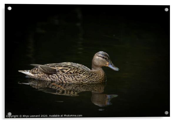 Female mallard duck on water black background Acrylic by Rhys Leonard