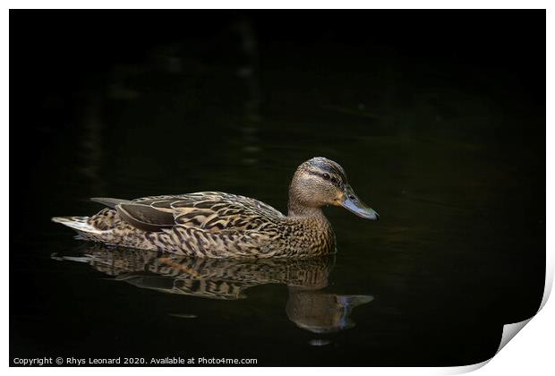 Female mallard duck on water black background Print by Rhys Leonard