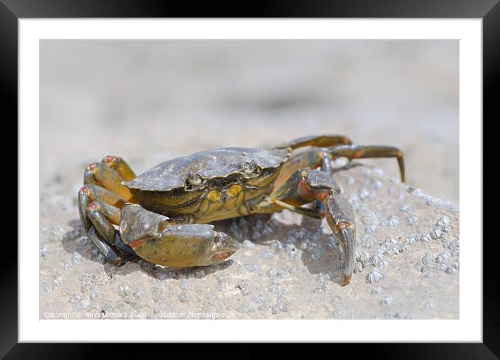 Macro crab on a barnacle covered rock Framed Mounted Print by Rhys Leonard
