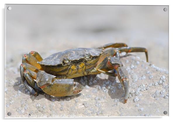 Macro crab on a barnacle covered rock Acrylic by Rhys Leonard
