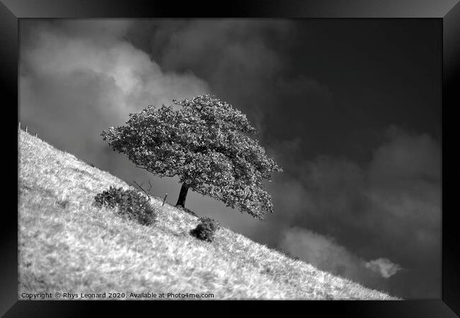 lone tree on the side of a hill Framed Print by Rhys Leonard