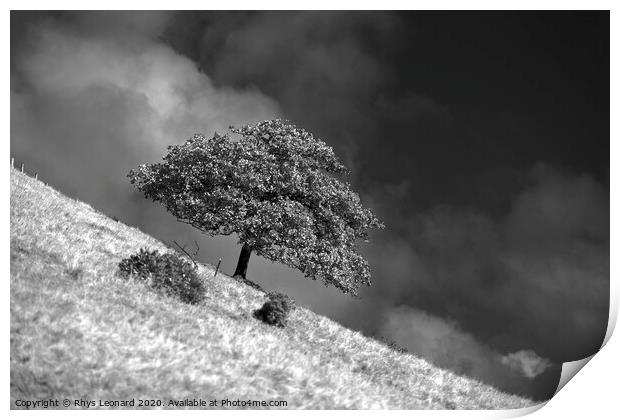 lone tree on the side of a hill Print by Rhys Leonard