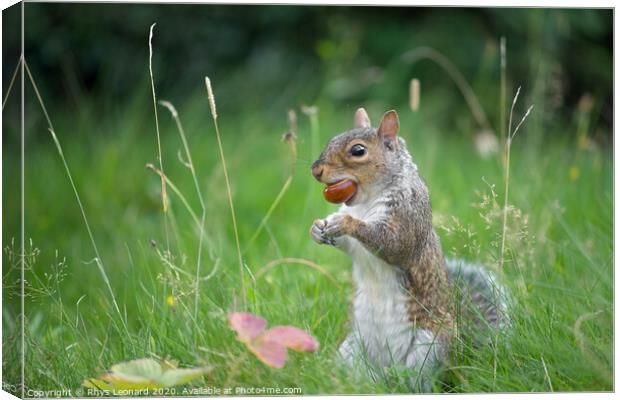 Grey squirrel bites a conker Canvas Print by Rhys Leonard