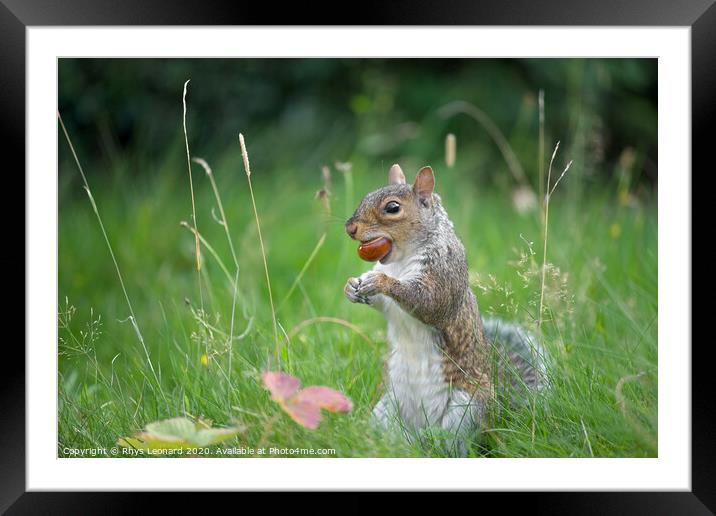 Grey squirrel bites a conker Framed Mounted Print by Rhys Leonard