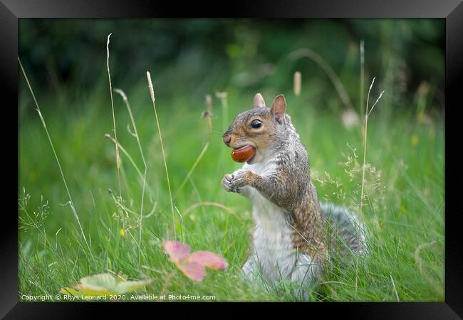 Grey squirrel bites a conker Framed Print by Rhys Leonard