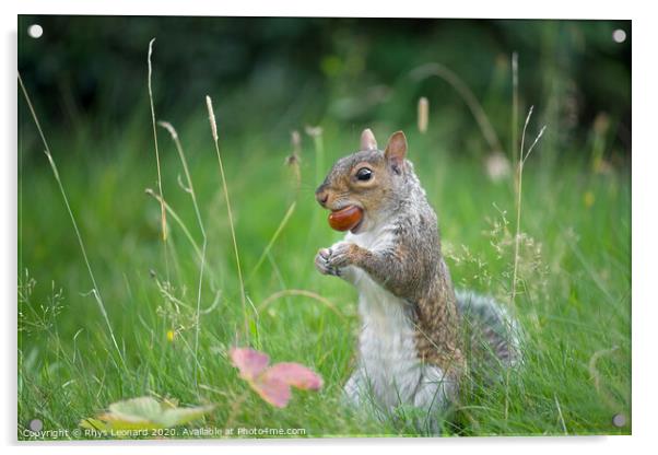 Grey squirrel bites a conker Acrylic by Rhys Leonard