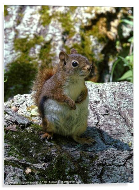 Little Red Squirrel Acrylic by Gary Barratt