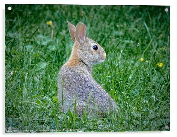 Young Wild Rabbit Acrylic by Gary Barratt