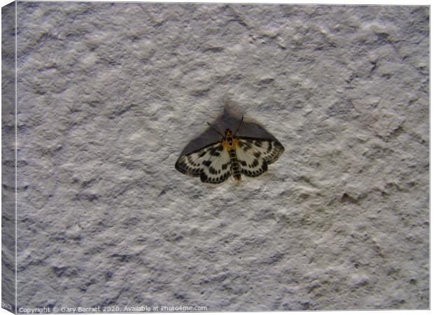 Moth On Stucco At Night Canvas Print by Gary Barratt