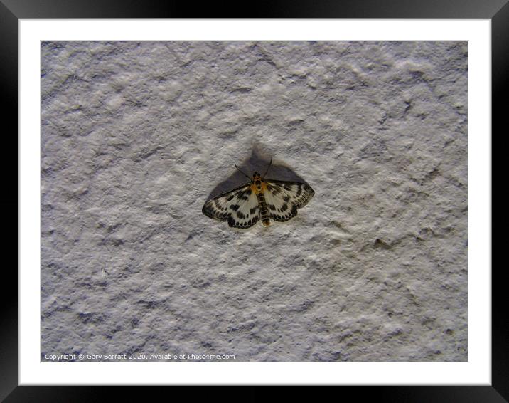 Moth On Stucco At Night Framed Mounted Print by Gary Barratt