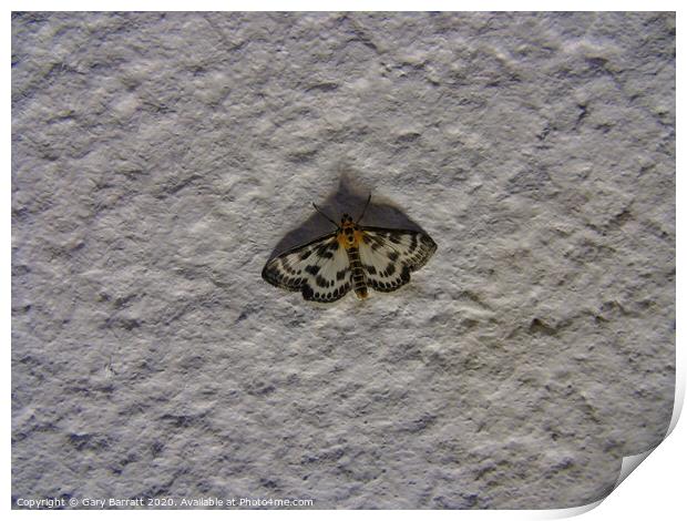 Moth On Stucco At Night Print by Gary Barratt