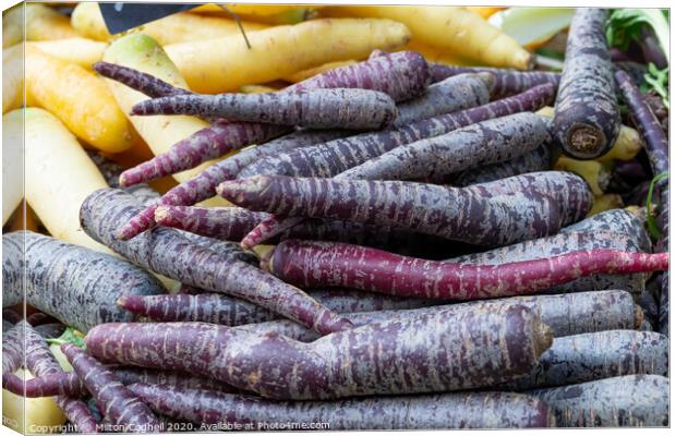 Pile of purple carrots on a market stall. Canvas Print by Milton Cogheil