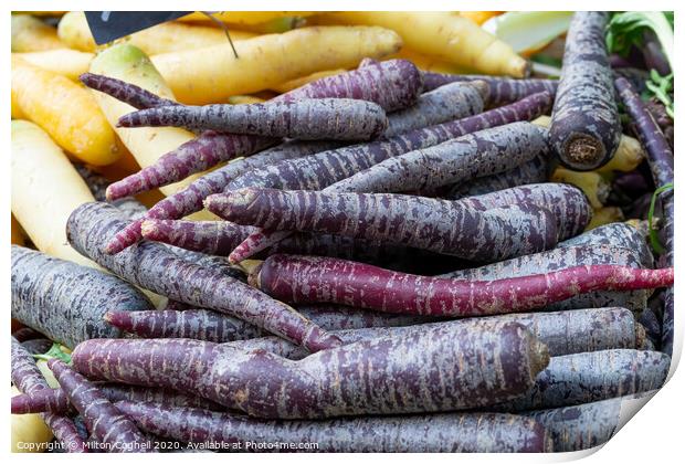 Pile of purple carrots on a market stall. Print by Milton Cogheil