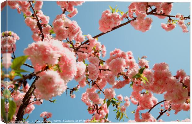 Spring Cherry blossoms, pink flowers Canvas Print by M. J. Photography