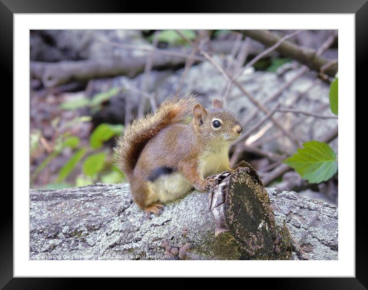 A Little Red Squirrel Framed Mounted Print by Gary Barratt