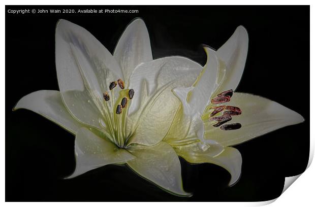 White Lilies (Digital Art)  Print by John Wain