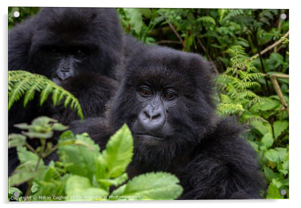 Mountain gorillas in the Volcanoes National Park, Rwanda Acrylic by Milton Cogheil