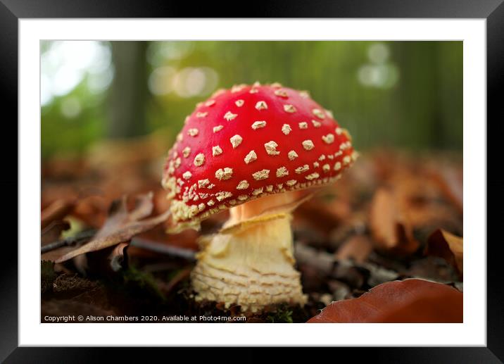 Fly Agaric Framed Mounted Print by Alison Chambers