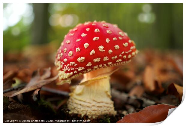 Fly Agaric Print by Alison Chambers