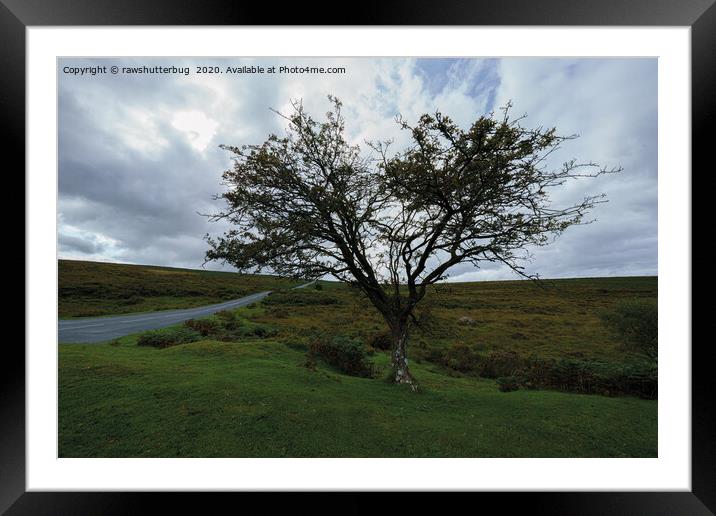 Single Tree On Dartmoor Framed Mounted Print by rawshutterbug 